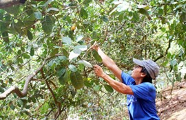 Đồng Nai: Nông dân nuối tiếc nhìn giá điều tăng