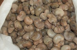 Giá điều thô cao làm khó các nhà xuất khẩu điều Ấn Độ