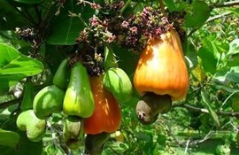 Cashew exports in January of 1818 increased nearly 100% turnover over the same period