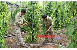 Hệ thống tưới tiết kiệm - cứu cánh nông dân trong mùa hạn