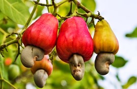 Ngành điều: Khuyến khích chế biến sâu, xuất khẩu bền vững