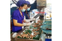 Current situation and measures to improve the quality of products which after processing the western province of Ninh