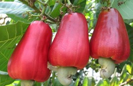 Tỉnh Bình Phước thực hiện đề án phát triển ngành điều bền vững