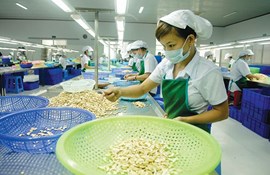 Tính đến 15/10, xuất khẩu hạt điều đạt gần 2,7 tỷ USD