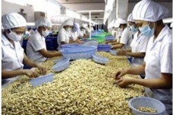 Việt Nam đứng đầu về xuất khẩu cà phê, hạt điều, hạt tiêu tại châu Âu