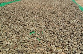 Xuất khẩu điều tiếp tục tăng mạnh sang thị trường Canada