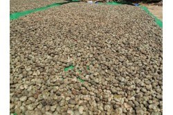 Export of cashew nuts to the $ 3.3 billion mark